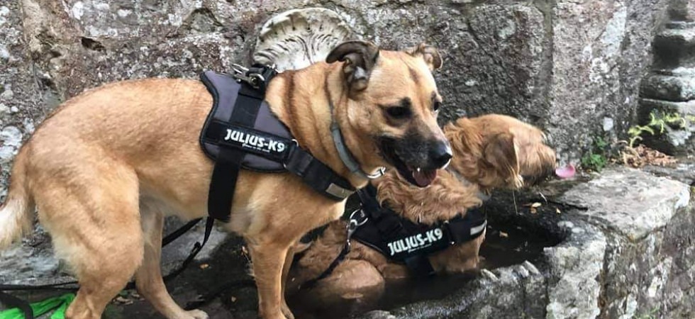 Travolto da un'auto mentre era a spasso con i cani, perde Milly che si spaventa e scappa via